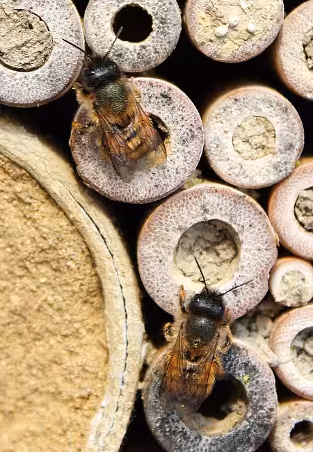 Rostrote Mauerbienen beim Brutgeschäft Rostrote Mauerbienen beim Brutgeschäft