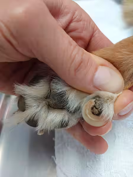 Eine eingewachsene Kralle.