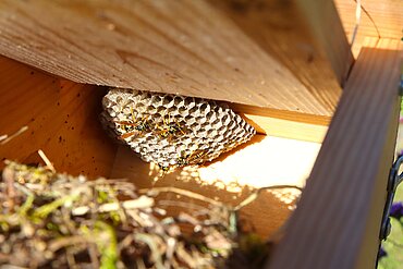 Feldwespennest im Vogelnistkasten