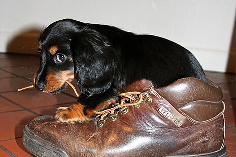 Die Erziehung eines Welpen macht viel Arbeit. Die Erziehung eines Welpen macht viel Arbeit.