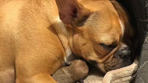 Erschöpfte Mama mit einem Welpen.