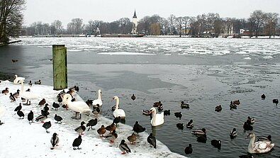 Wasservögel im Winter.
