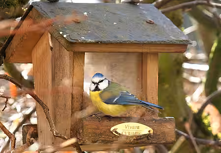 Blaumeise am Futterhaus.