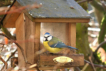 Blaumeise am Futterhaus.