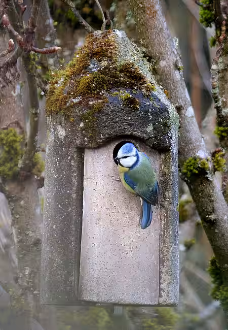 Blaumeise am Nistkasten