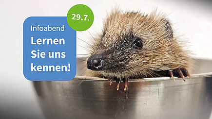 Infoabend im Igelzentrum Ein Igel in einer Waage mit einer Sprechblase: "Infoabend. Lernen Sie uns kennen. 29.7."