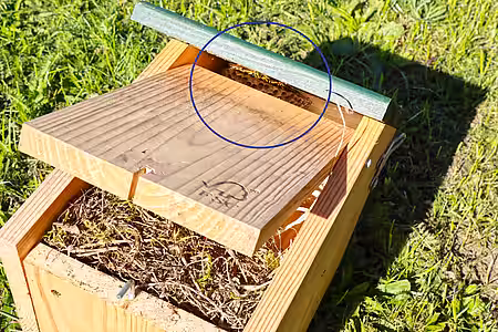  Haus-Feldwespennest im Dach eines Nistkastens