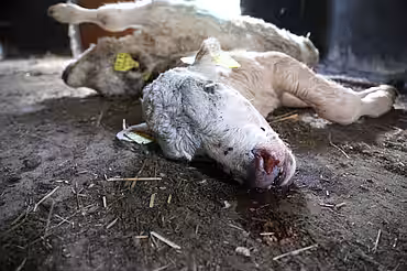 In der Massentierhaltung gestorbene Kühe In der Massentierhaltung gestorbene Kühe