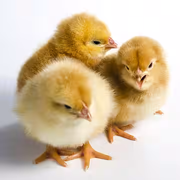 Kaninchen und Hühner brauchen Artgenossen und dürfen niemals einzeln gehalten werden. Kaninchen und Hühner brauchen Artgenossen und dürfen niemals einzeln gehalten werden.
