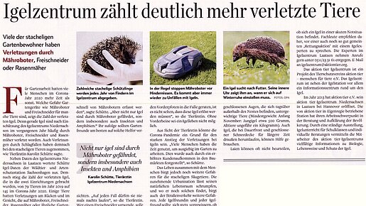 Igelzentrum zählt deutlich mehr erletzte Igel