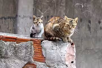 Nur die Kastration verhindert langfristig Tierleid.