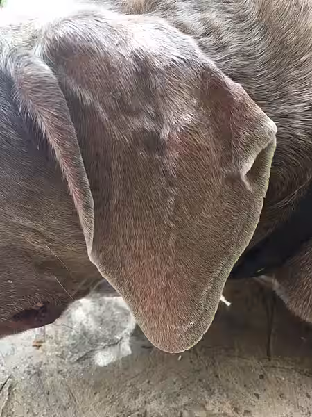 Normales Hundeohr Normales, gesundes Ohr eines Hundes.