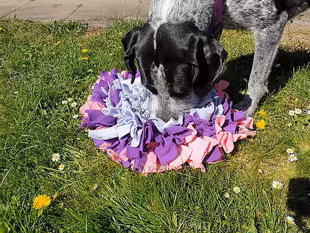 Der Schnüffelteppich Der Schnüffelteppich