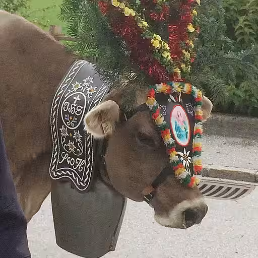 Große und schwere Schmuckglocken oder -schellen werden nur kurzzeitig wie zum Almabtrieb angelegt.