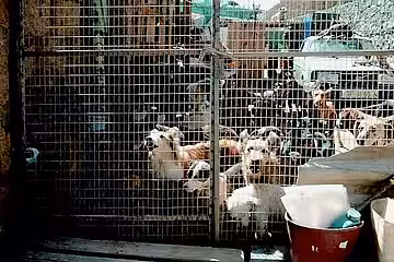 So sah das Gelände aus, das aktion tier ins Auge gefasst hatte, mit viel zu vielen Hunden.