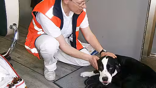 Wichtig ist es, ein Tier an Untersuchungen beim Tierarzt zu gewöhnen.