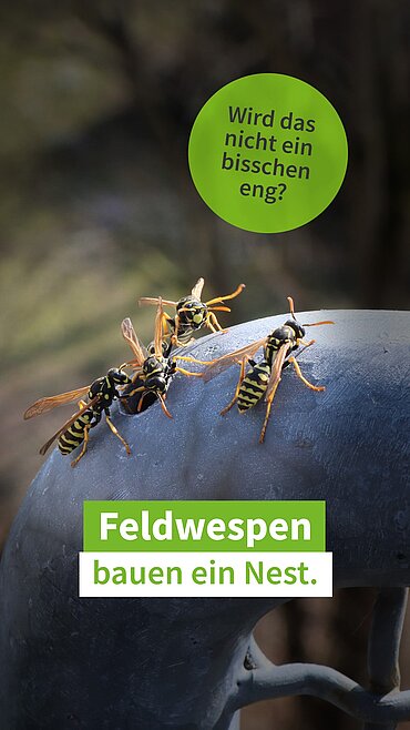Feldwespen im Balkongeländer