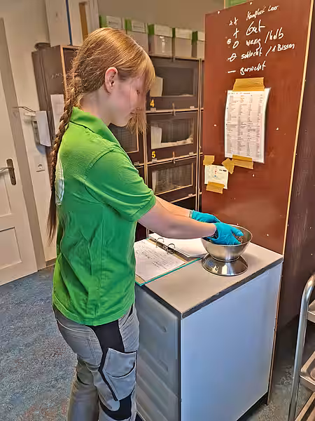 Eine Frau in einem grünen Shirt steht auf der Igelstation und legt einen Igel in die Waagschale.