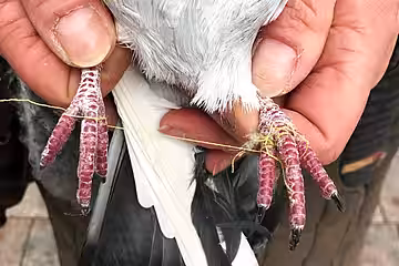 Mit Fäden verschnürte Taubenfüße. 