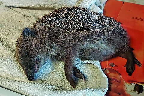Dieser Igel liegt aufgrund starker Schwächung und Austrocknung in Seitenlage.