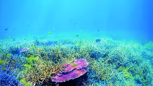 Korallen sind wunderschön anzusehen, sind aber eben auch hochempfindlich.