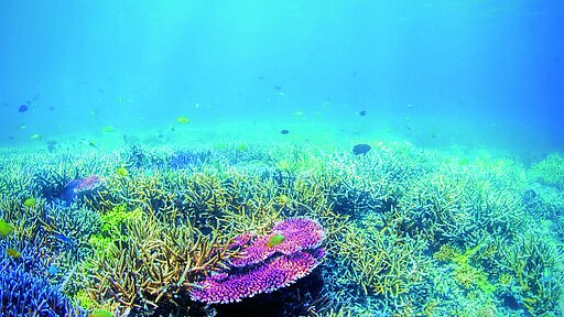 Korallen sind wunderschön anzusehen, sind aber eben auch hochempfindlich.