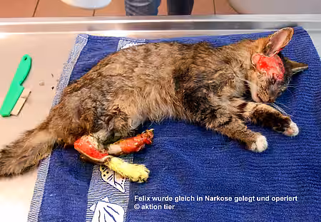 Als Straßenkater Felix am 17. Januar gefunden wurde, war er in schlechtem Zustand. Er wurde notoperiert.
