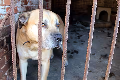 Otto hatte in seinem Gefängnis resigniert.