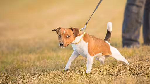 Eine Leinenaggression lässt sich gut trainieren.