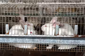 Mastkaninchen haben ein kurzes, leidvolles Käfigleben. Mastkaninchen haben ein kurzes, leidvolles Käfigleben.