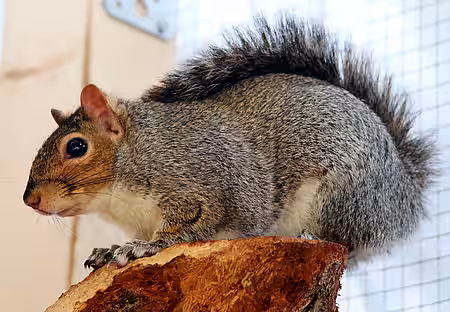 Amerikanisches Grauhhörnchen. 