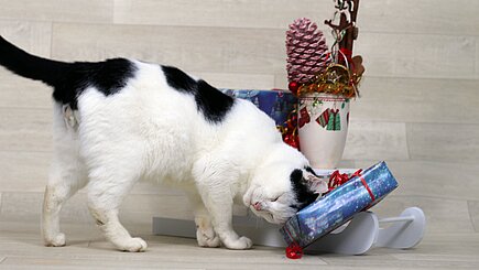 Kater Dexter aus dem Tierheim in Meißen
