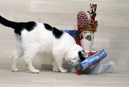 Kater Dexter aus dem Tierheim in Meißen