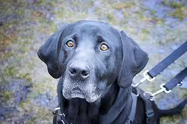 Hund Nestor Hund Nestor