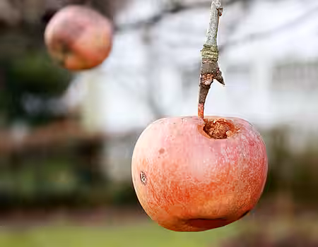 Wichtige Winternahrung 