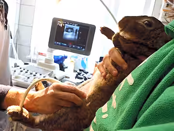 Die intensive medizinische Betreuung vernachlässigter Tiere ist teuer.