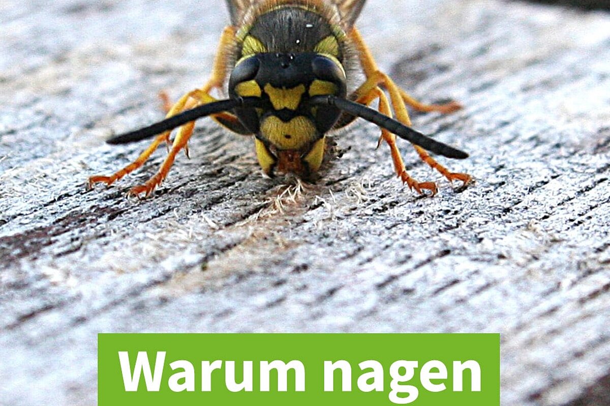 aktion tier  Menschen fr Tiere e.V.: Warum nagen Wespen an Holz?