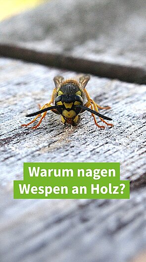Warum nagen Wespen an Holz?