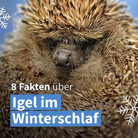 Der Winterschlaf des Igels