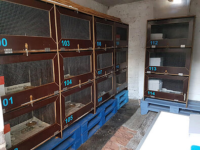 Ein Kellerraum mit Igelboxen.