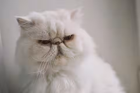 Eine weiße Katze mit platter Nase