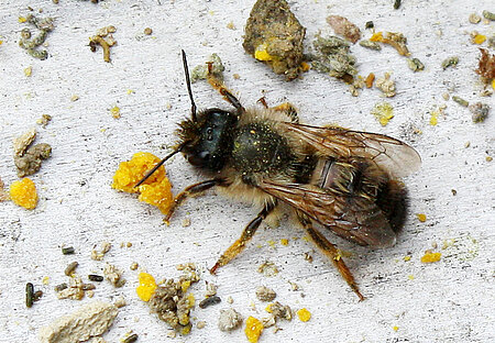 Vom Bau der Brutkammern erschöpfte Wildbiene