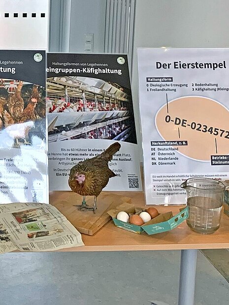 Infostand zum Thema Legehennen.