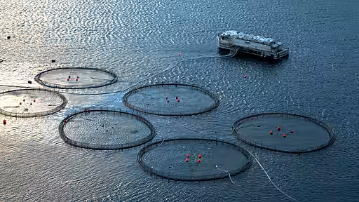 Aquakultur zur Aufzucht von Lachs vor VestmannaFäröer.