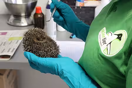 Anne bei der Erstuntersuchung des Igels.