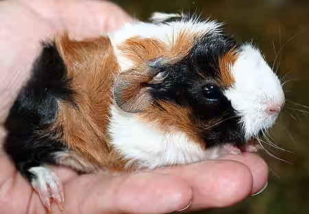 Junges Meerschweinchen