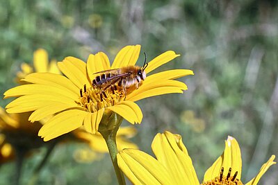 Rauhfüßige Hosenbiene auf gelber Blüte