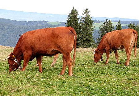 Zwei Rinder mit größenangepassten Schellen.