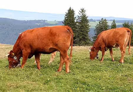 Zwei Rinder mit größenangepassten Schellen.