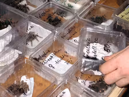 Tiere in kleinen Plastikboxen auf einer Exotenbörse Tiere in kleinen Plastikboxen auf einer Exotenbörse